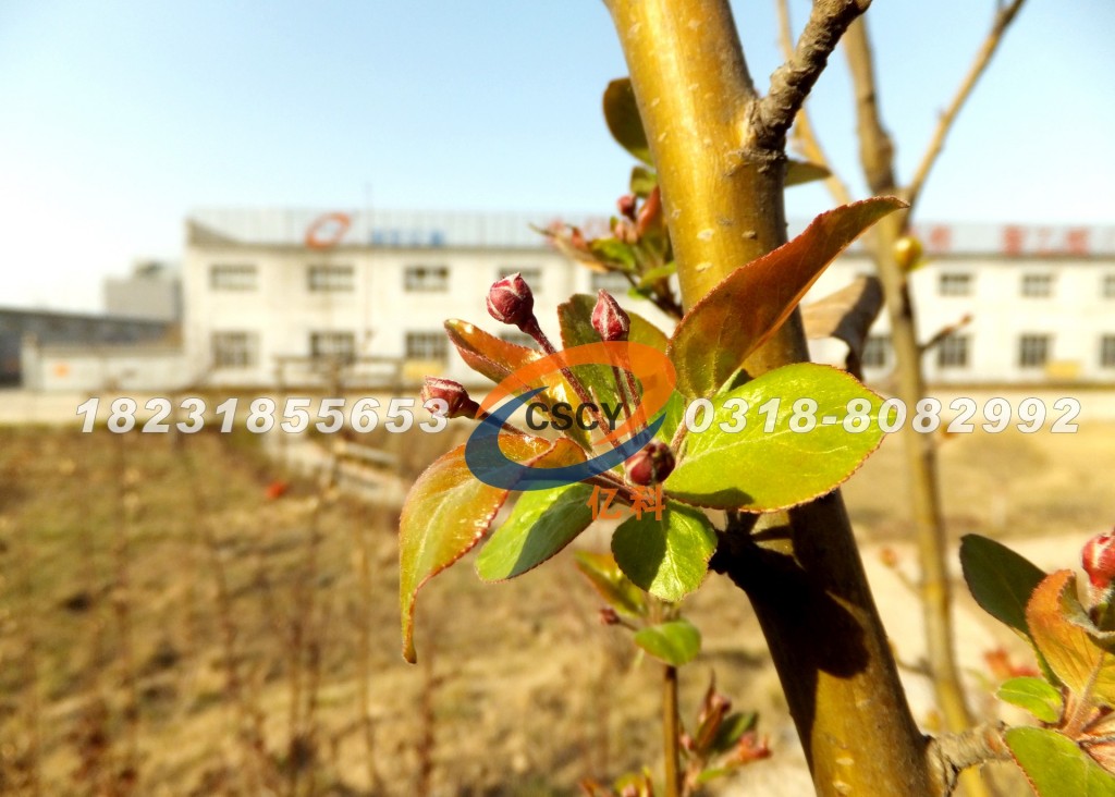 河北億科金屬制品有限公司含苞待放的花朵